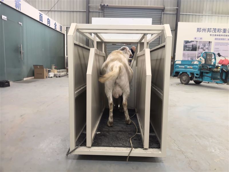 羊生長性能測定