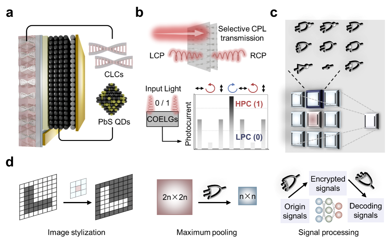 中国科大构建高性能圆偏振光电逻辑门