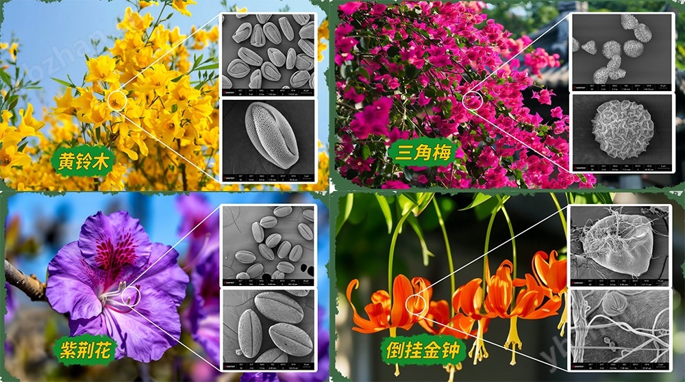 扫描电镜SEM电子显微镜