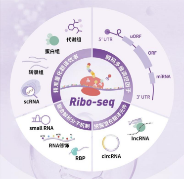 Riboseq研究思路解析-植物领域篇