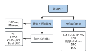 案例2-3.png DAP-seq实用研究思路助力植物转录调控研究