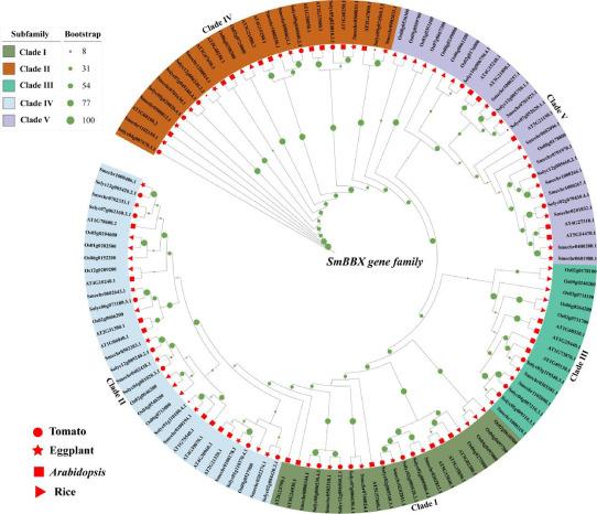 图1.jpeg DAP-seq和RNA-seq联合助力揭示SmBBX22调控茄子花青素合成的分子机制