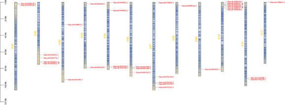 DAP-seq和RNA-seq联合助力揭示SmBBX22调控茄子花青素合成的分子机制