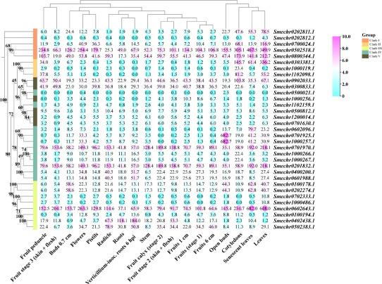 DAP-seq和RNA-seq联合助力揭示SmBBX22调控茄子花青素合成的分子机制